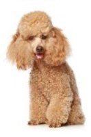 Apricot 2025 colored poodle